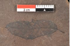 Foto (Detailsansicht) von Quercus palaeoilex Ettingshausen (NHMW-GEO-2024-0188-0858)
